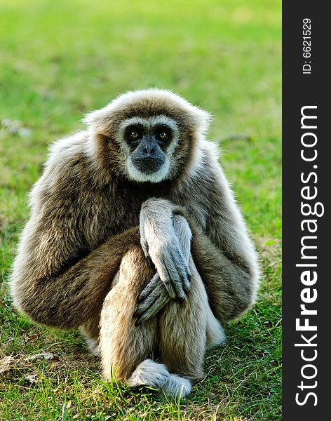 Whitehandgibbon (Hylobates lar) sitting and looking right in lens
