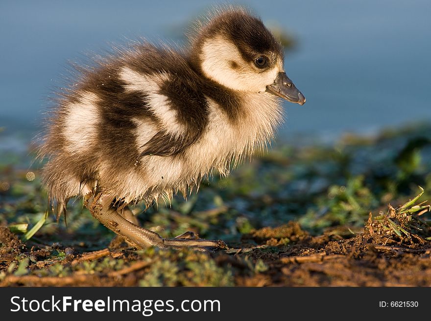 Fluffy looking Egyptian goose chick on the waters edge