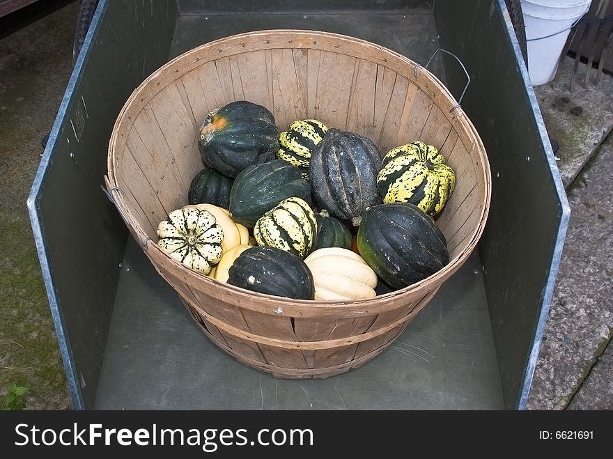 Colorful squash of different variety. Colorful squash of different variety