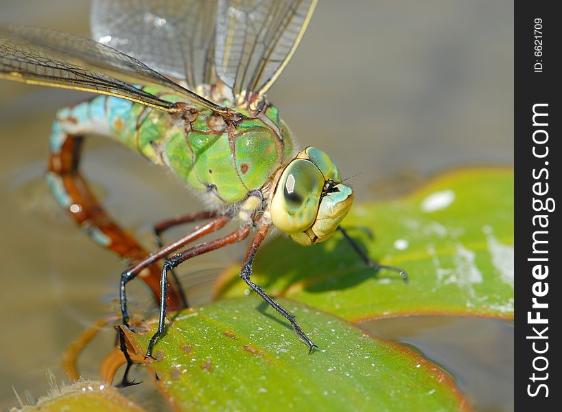 Dragonfly in lake postpones eggs. Dragonfly in lake postpones eggs