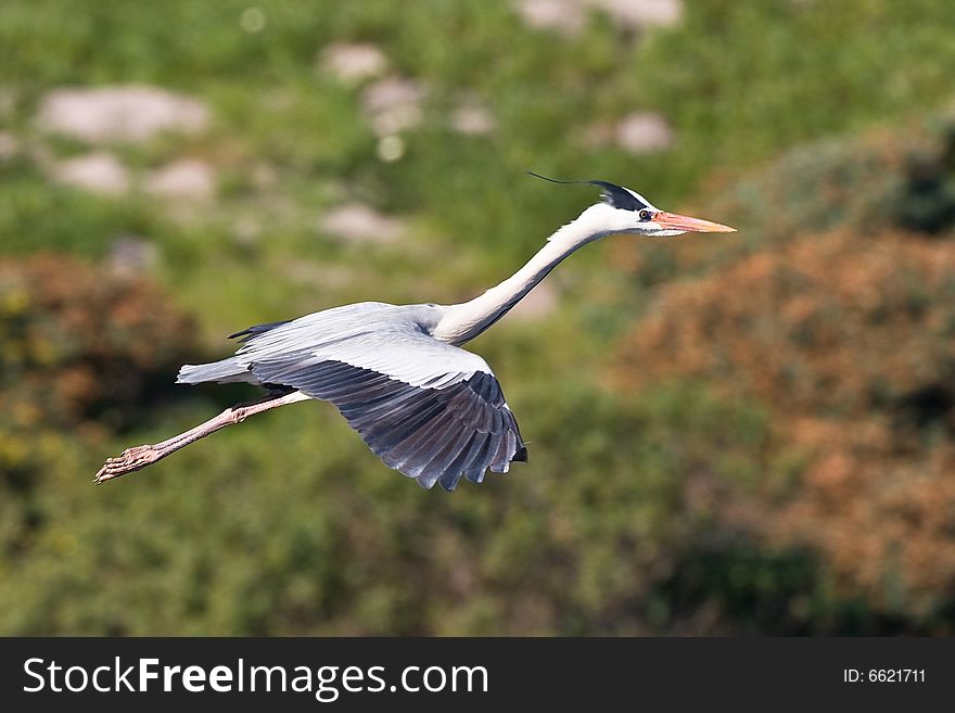 Grey Heron in flight with green background at Intaka Island Cape Town