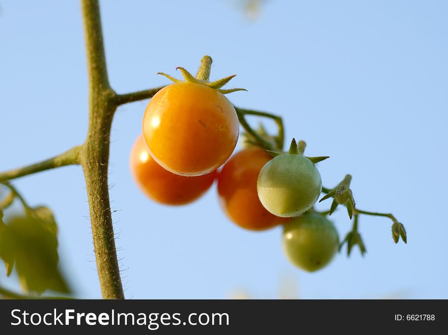 Bunch of  tomatoes at the field