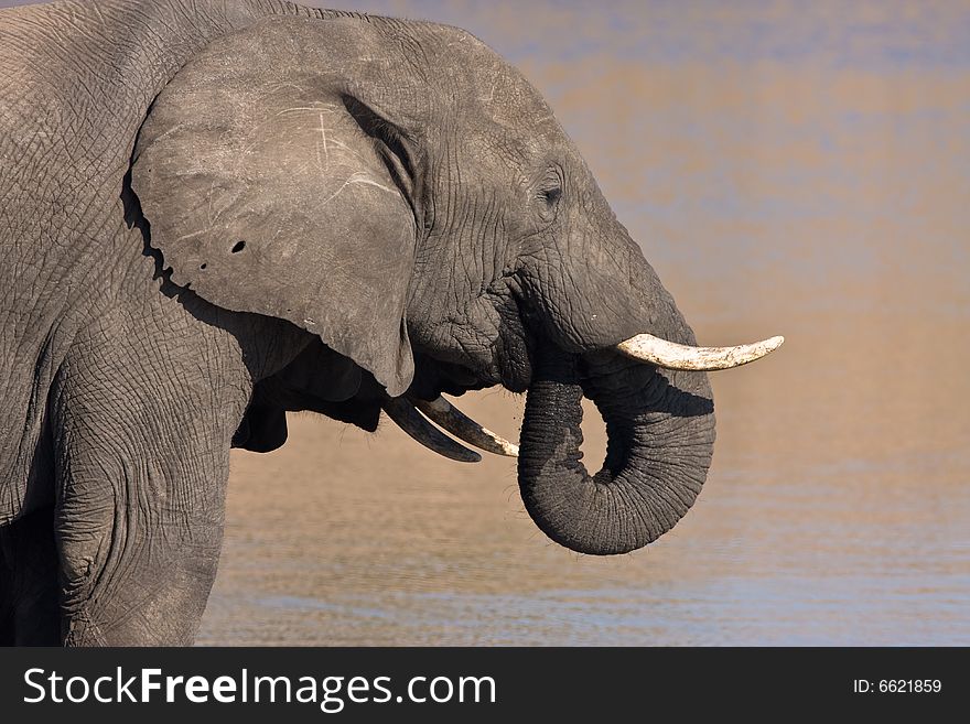 African Elephant drinking water in the Mpondo dam