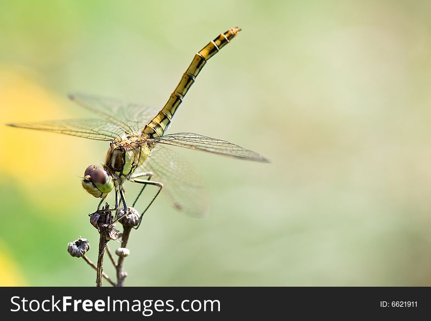 Close up on a beautiful dragonfly