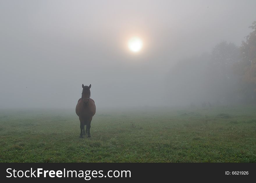 Silhouette of a horse, foggy autumn morning