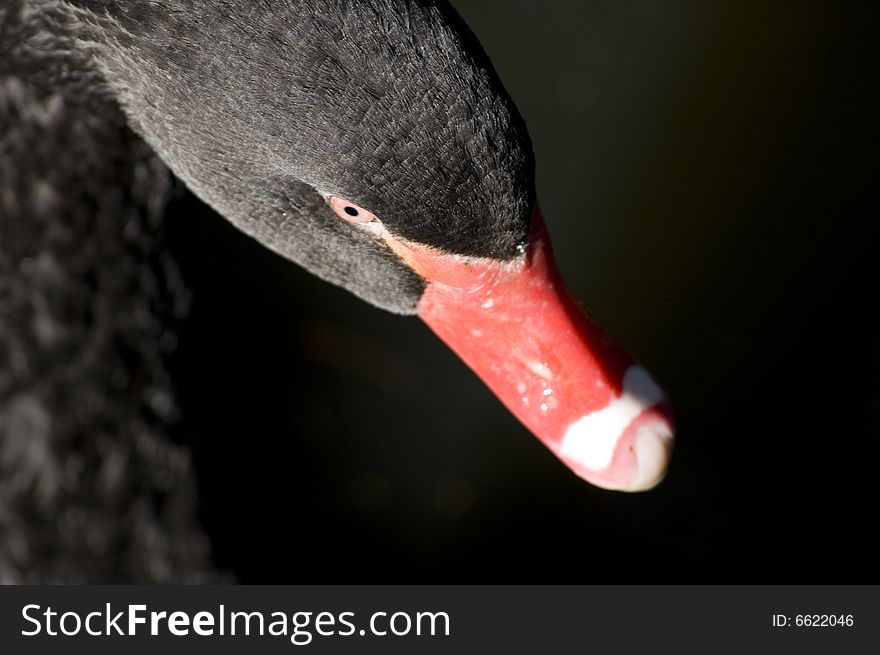 A black swans at lake