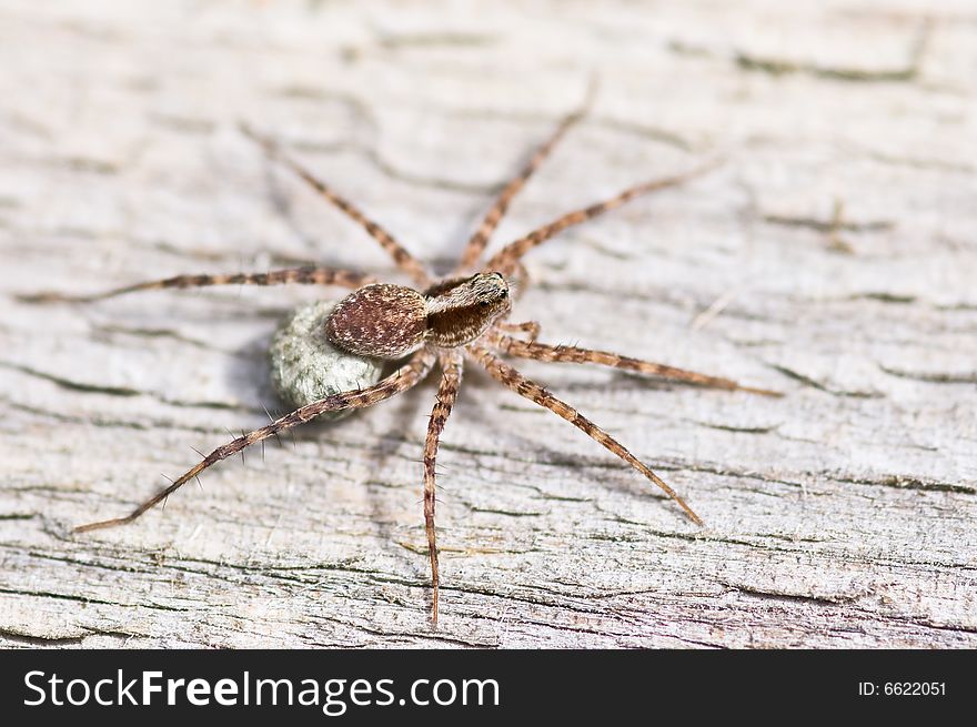 Wolf spider with egg cocoon