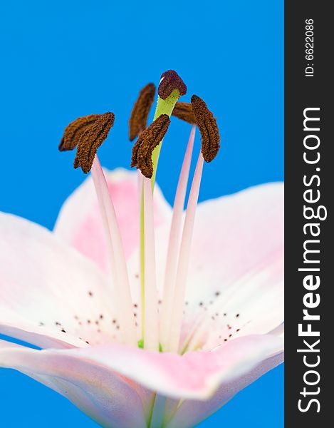 Close up on pink lily on blue background
