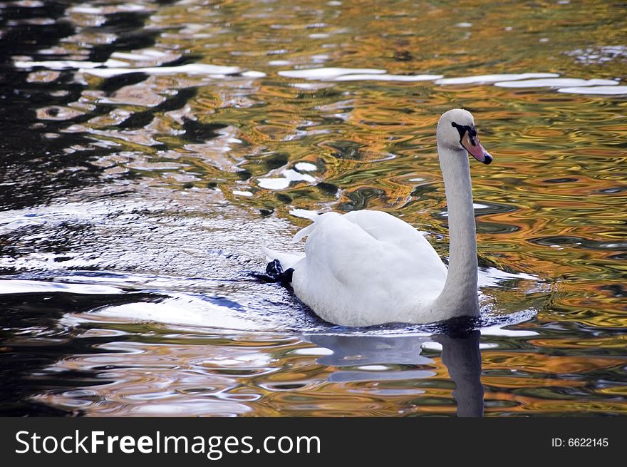 A white swan at lake