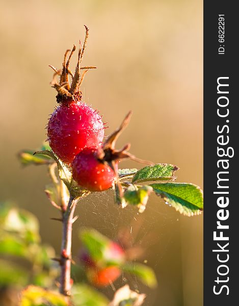 Close up on rose hips