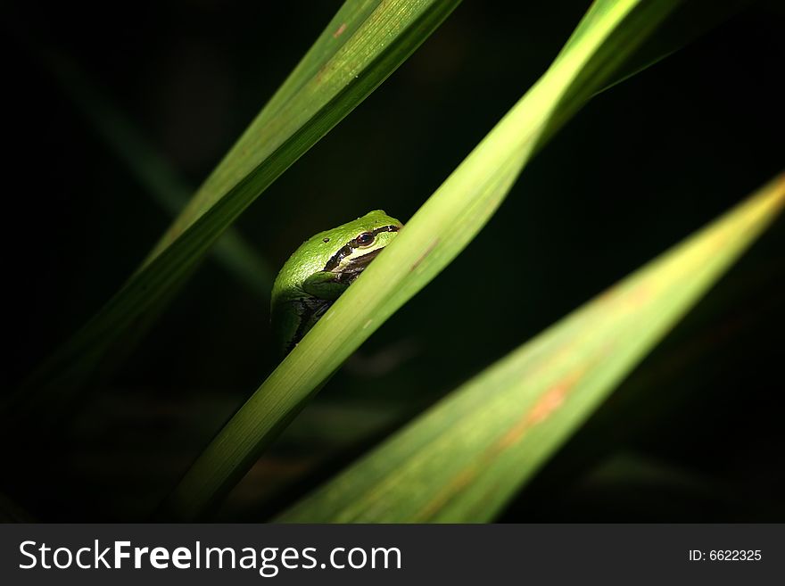 Tiny green frog on leaf