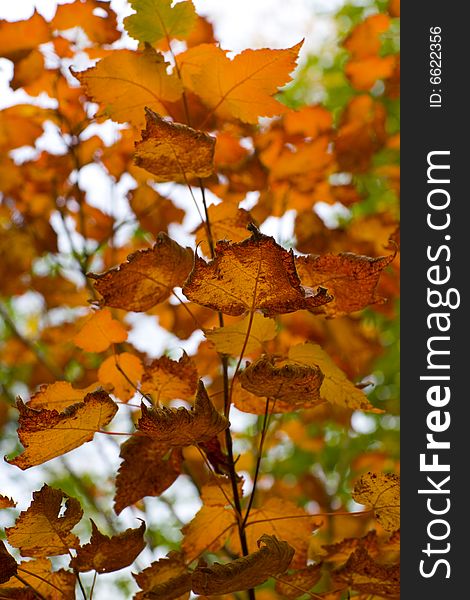 Burnt orange autumn leaves on a branch in the north woods of Minnesota