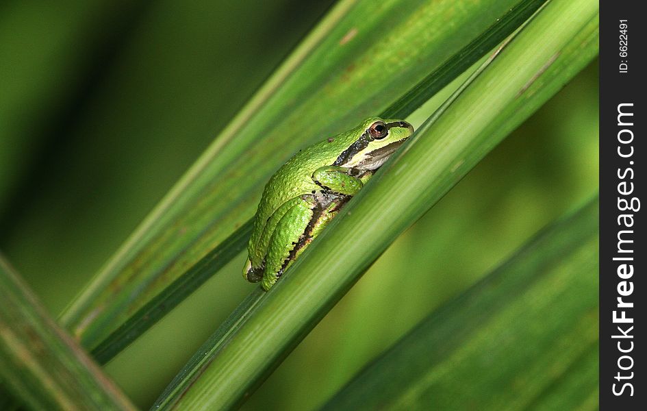 Green Frog On Leaf