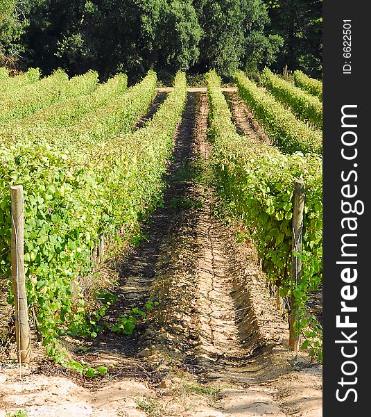 View of a vinyard on a farm