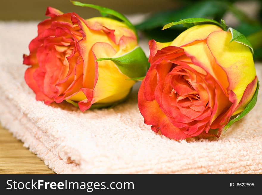 Close up on fresh roses on towel. Close up on fresh roses on towel