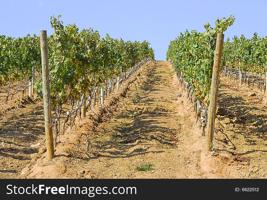 View of a vinyard on a farm