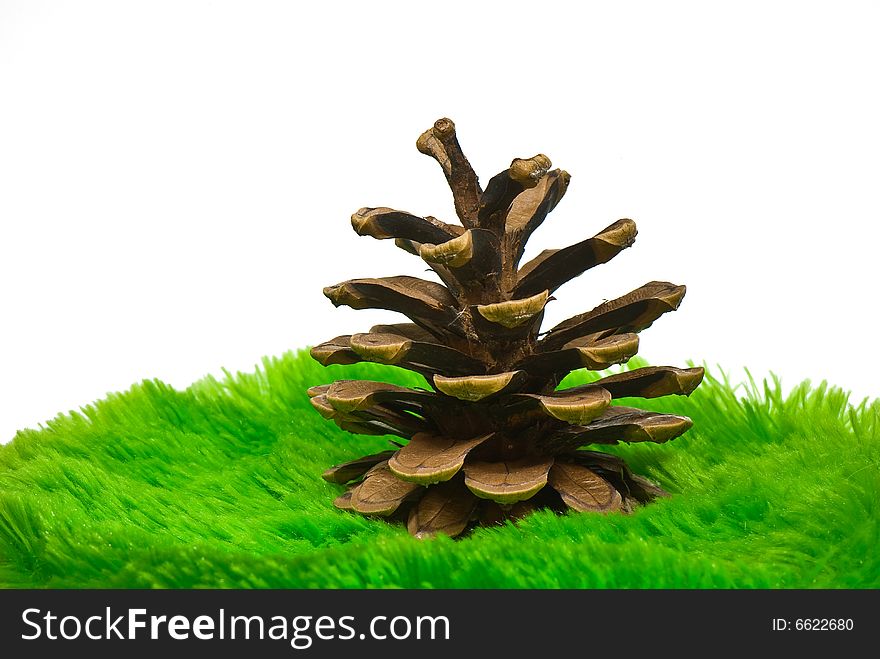 Fir-cone on a green grass on a white background