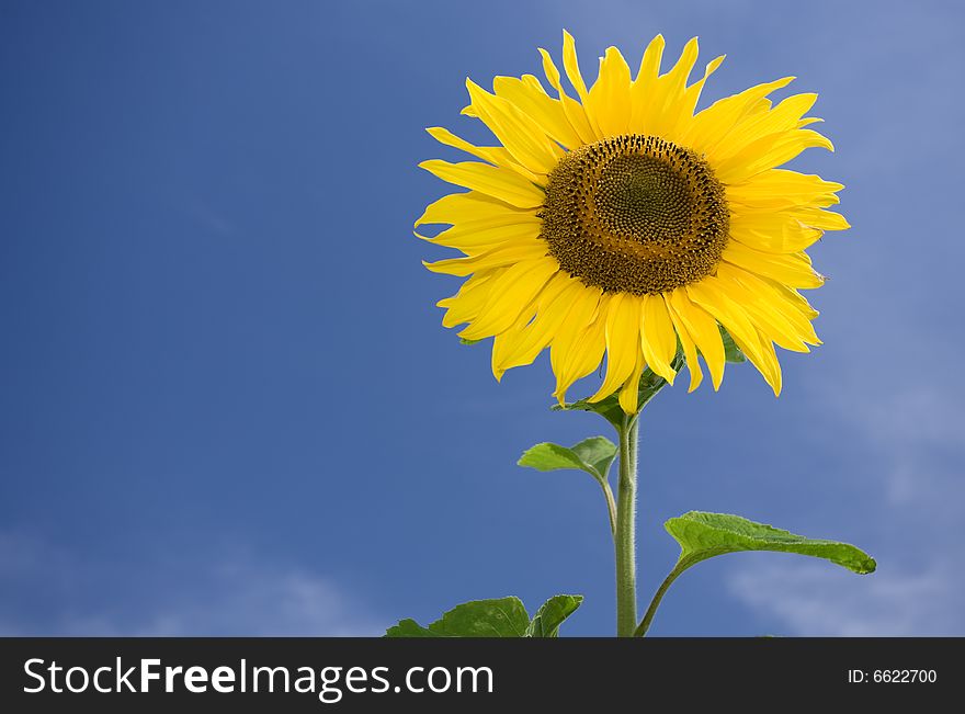 View of nice fresh sunflower on blue sky back. View of nice fresh sunflower on blue sky back