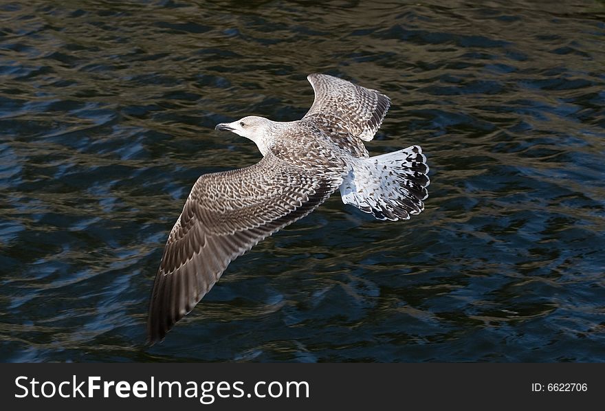 Seagull flying over water (baltic sea)