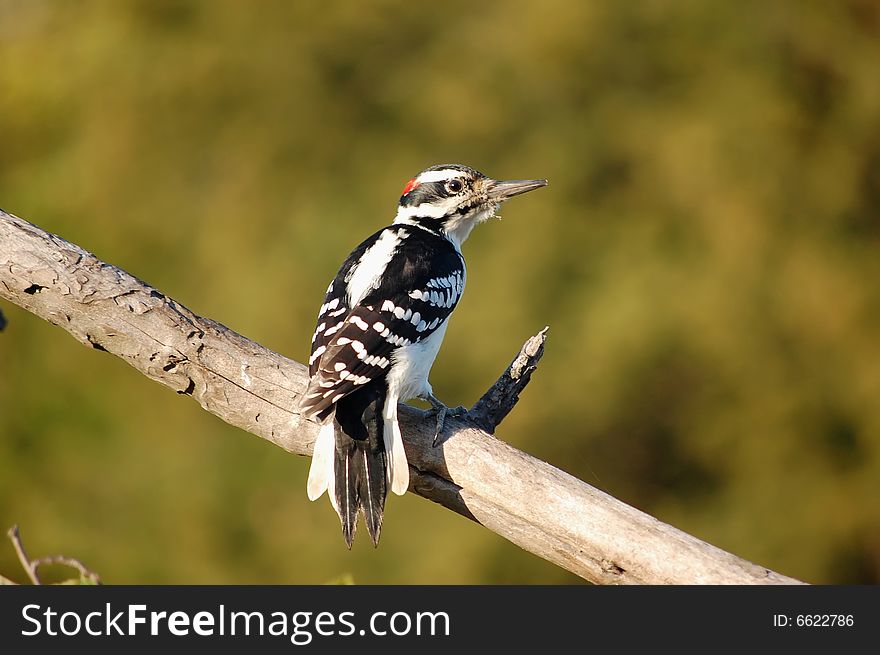 Male downy woodpecker resting on a tree limb.