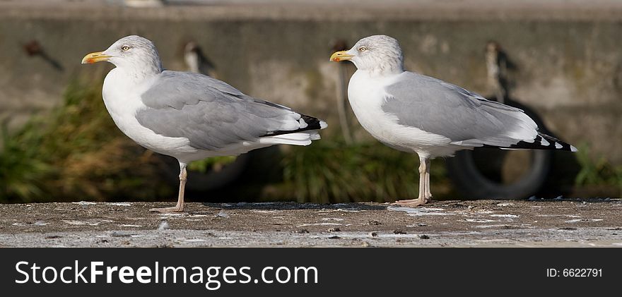 Two gulls resting at the port. Two gulls resting at the port