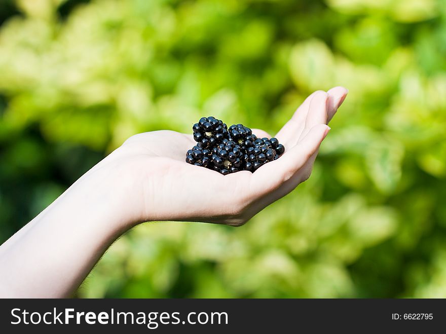 Blackberries in a female hand, out of focus leaves on the background. Blackberries in a female hand, out of focus leaves on the background.