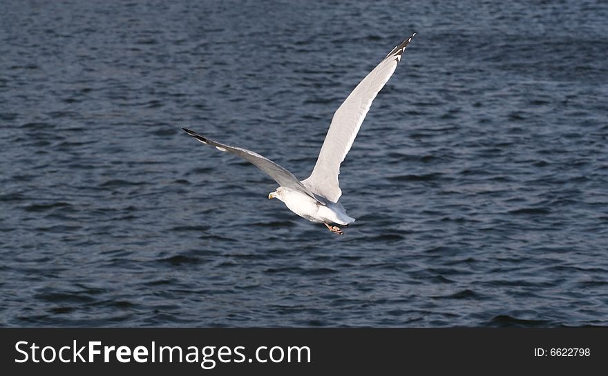 Seagull flying over water (baltic sea)