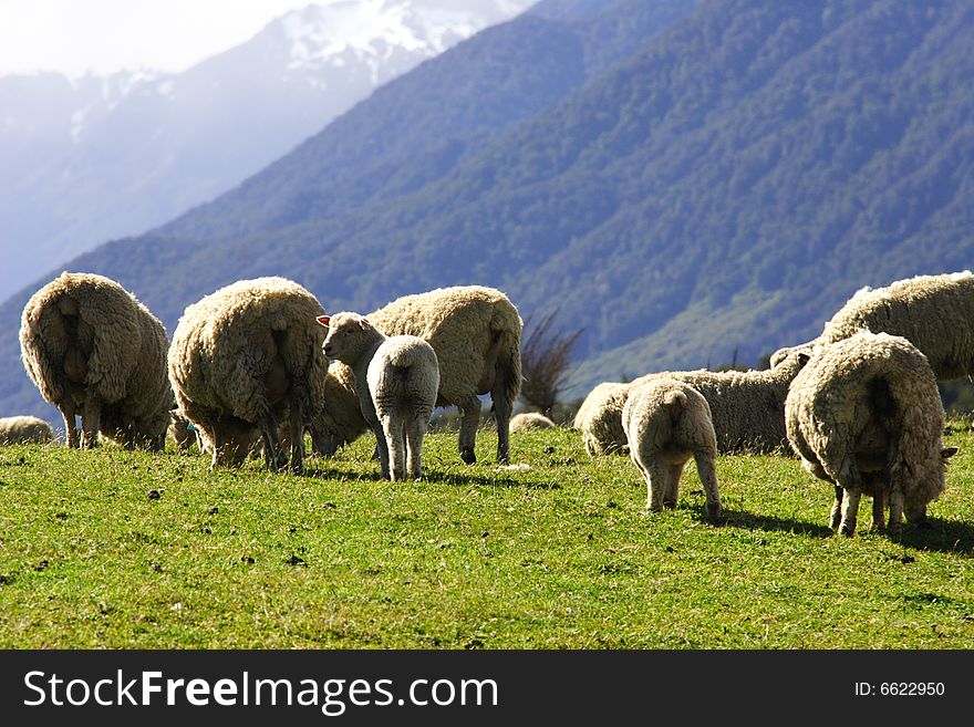 Sheep family in New Zealand,