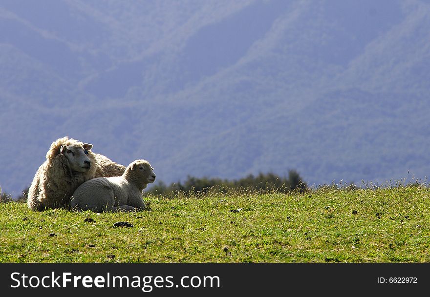 Sheep mothre and son New Zealand, . Sheep mothre and son New Zealand,