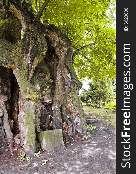 Thousand years old linden tree, Collm (near Oschatz), Saxony, Germany. Thousand years old linden tree, Collm (near Oschatz), Saxony, Germany