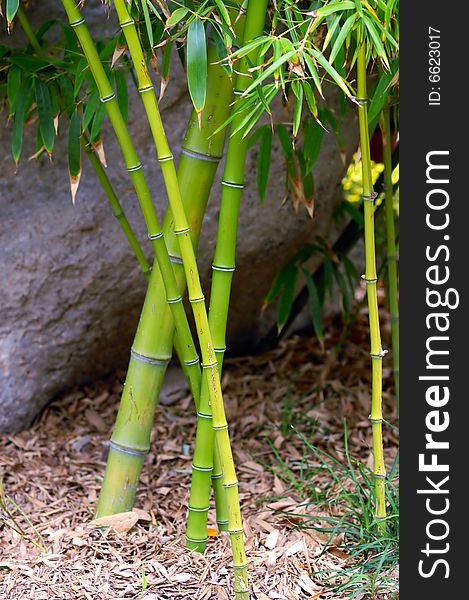 Green bamboo backgrounds in autumn