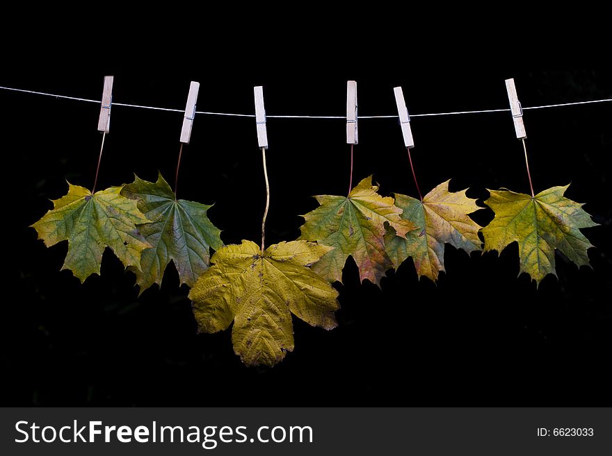 Autumn maple leaves on a clothes line