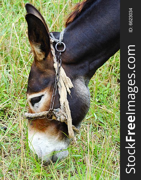 Donkey eating grass on meadow