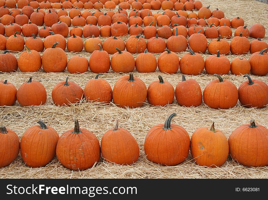 Several rows of pumkins lined up. Several rows of pumkins lined up.