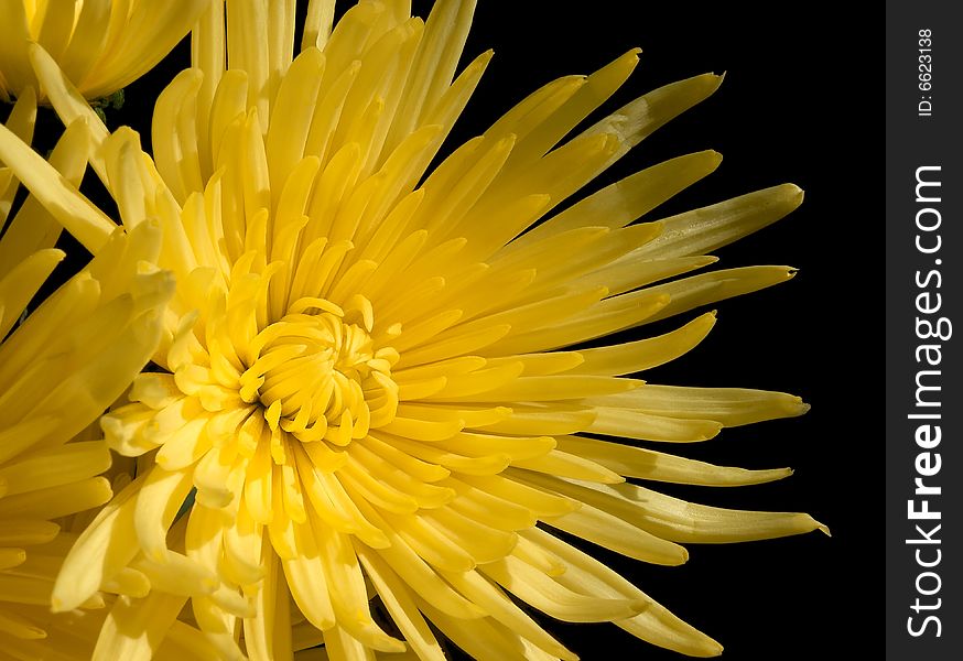 Close-up of colourful yellow chrysanthemum over black background. Close-up of colourful yellow chrysanthemum over black background