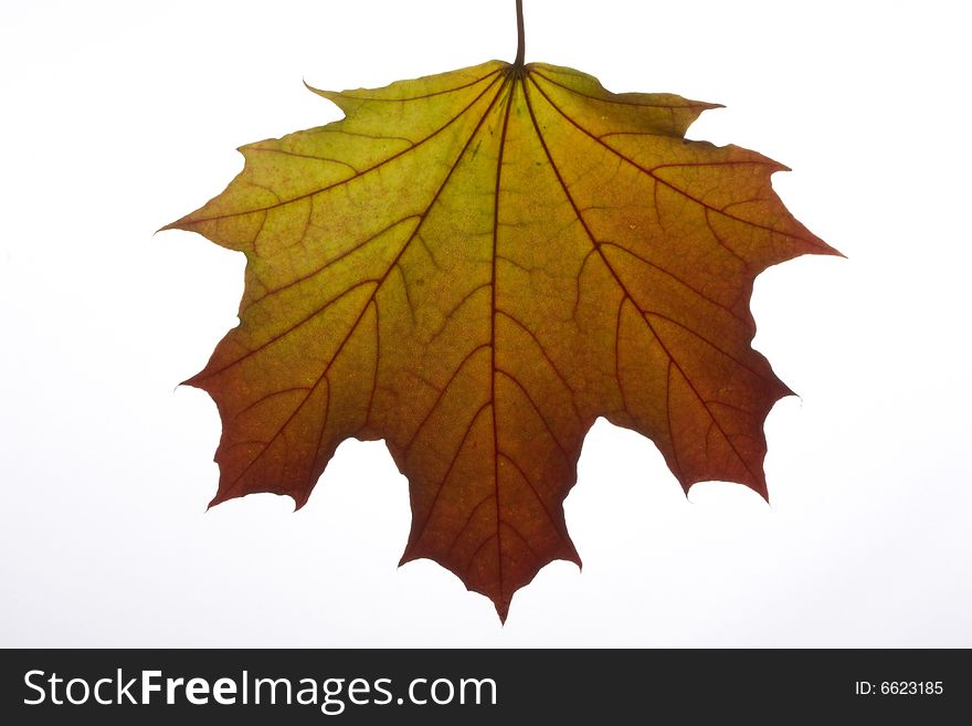 Autumn maple leaf on white background