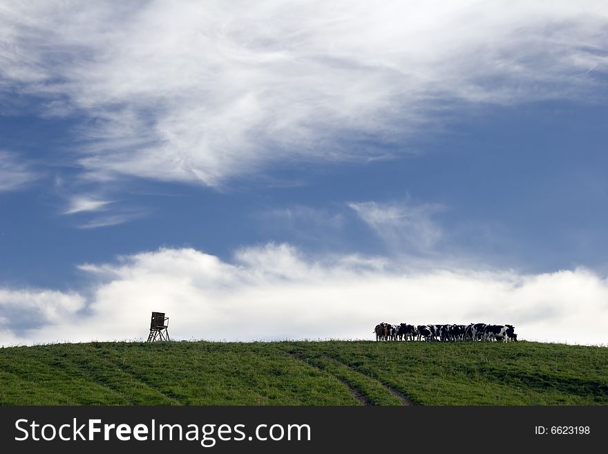 Kine on horizon - summer landscape with nice Cloudscape