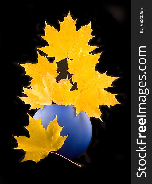 Yellow maple autumn beautiful leaves with branch in blue ceramic vase on black background