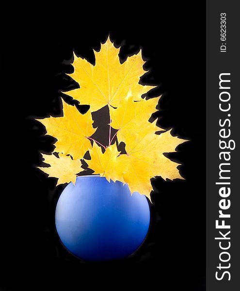 Yellow maple autumn beautiful leaves with branch in blue ceramic vase on black background