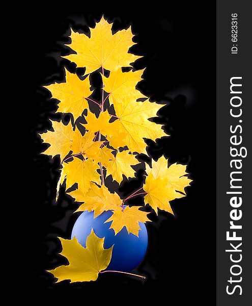 Yellow maple autumn beautiful leaves with branch in blue ceramic vase on black background