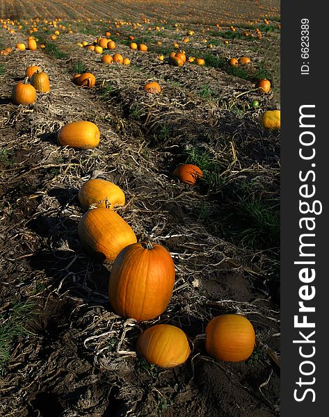 Pumpkins in the pumpkin patch ready to harvest. Pumpkins in the pumpkin patch ready to harvest.