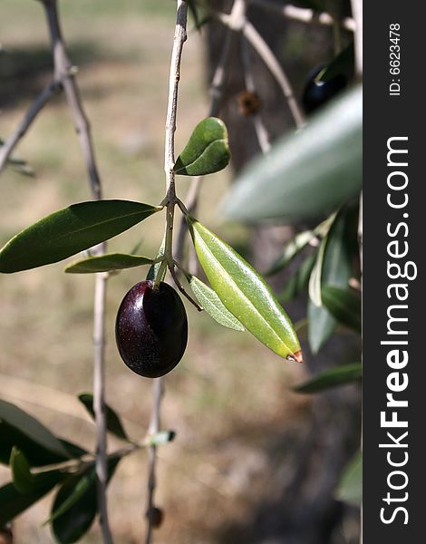 Particular of an olive tree with olives. Particular of an olive tree with olives