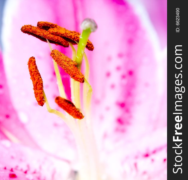 Photograph of Lilly  flower closeup