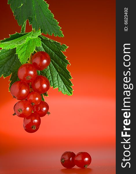 Close up view of nice fresh red currant  on red back. Close up view of nice fresh red currant  on red back
