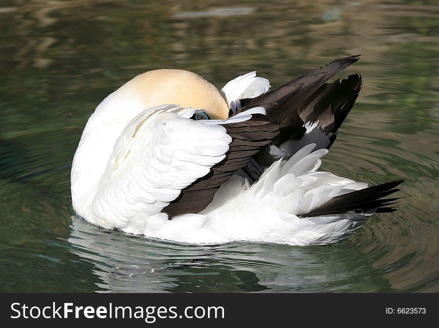 Pretty cape gannet sitting on green water