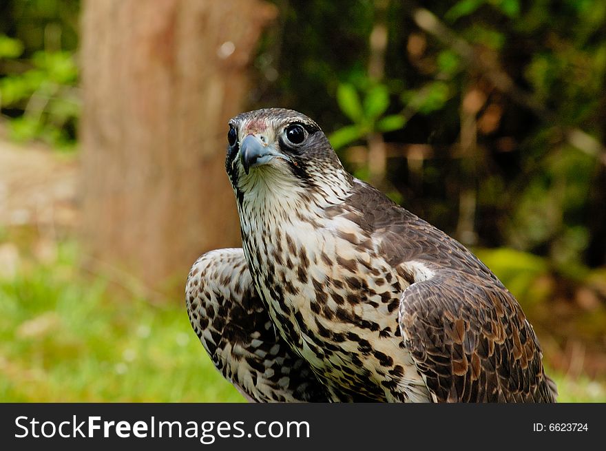 Portrait of Saker falcon female with bush as background