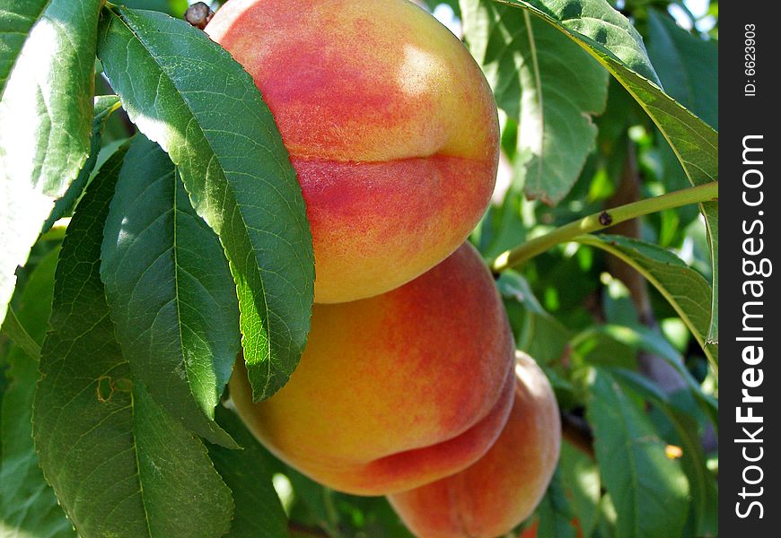 Bright beautiful peaches on a tree