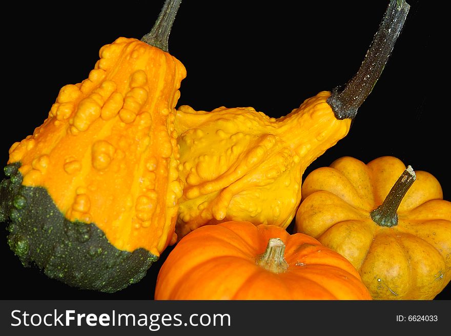 An image of two mini-pumpkins and two squashes with a black backdrop. An image of two mini-pumpkins and two squashes with a black backdrop.