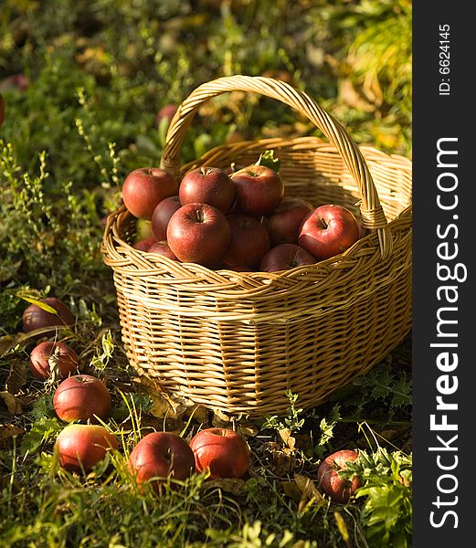 Harvest of the orchard, basket full of red apples under apple tree