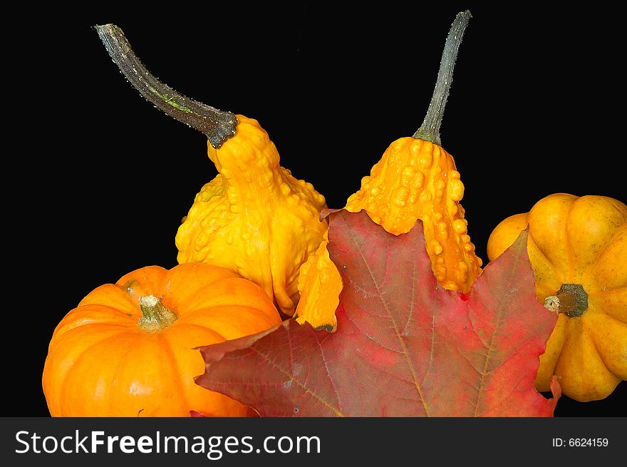 An image of a mini-pumpkins and squash with a Canadian maple leaf with a black backdrop to signify Canadian Thanksgiving in October. An image of a mini-pumpkins and squash with a Canadian maple leaf with a black backdrop to signify Canadian Thanksgiving in October.